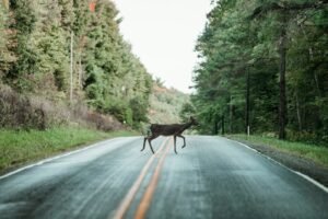 Wildlife Strikes, Falling Trees, and the Quirky Side of Comprehensive
