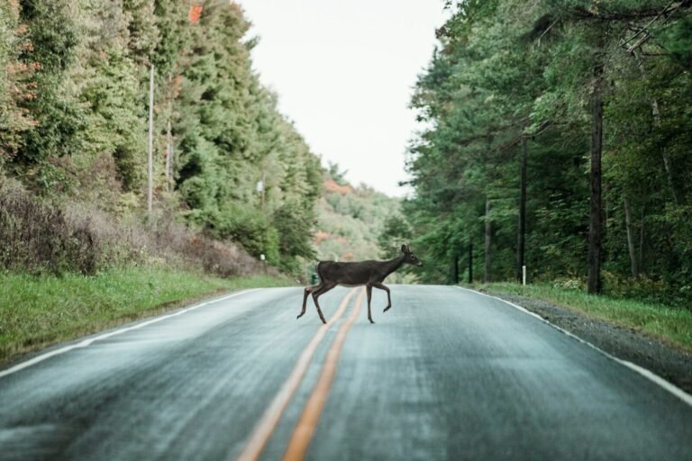 Wildlife Strikes, Falling Trees, and the Quirky Side of Comprehensive